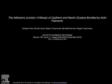 The Adherens Junction: A Mosaic of Cadherin and Nectin Clusters Bundled by Actin Filaments  Indrajyoti Indra, Soonjin Hong, Regina Troyanovsky, Bernadett.