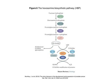 Figure 6 The hexosamine biosynthetic pathway (HBP)