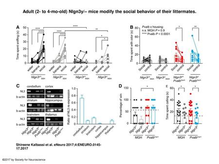 Adult (2- to 4-mo-old) Nlgn3y/– mice modify the social behavior of their littermates. Adult (2- to 4-mo-old) Nlgn3y/– mice modify the social behavior of.