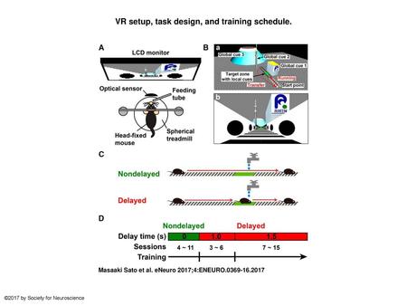 VR setup, task design, and training schedule.