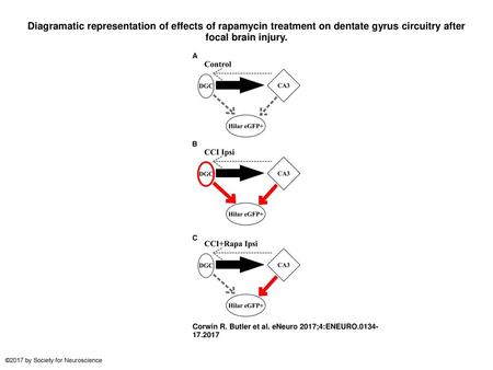 Diagramatic representation of effects of rapamycin treatment on dentate gyrus circuitry after focal brain injury. Diagramatic representation of effects.