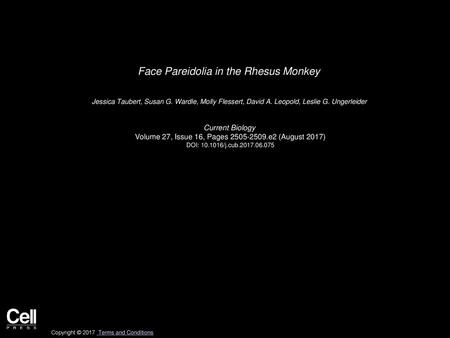 Face Pareidolia in the Rhesus Monkey