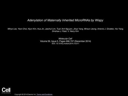 Adenylation of Maternally Inherited MicroRNAs by Wispy