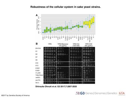 Robustness of the cellular system in sake yeast strains.