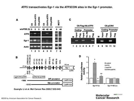 ATF5 transactivates Egr-1 via the ATF5CON sites in the Egr-1 promoter.