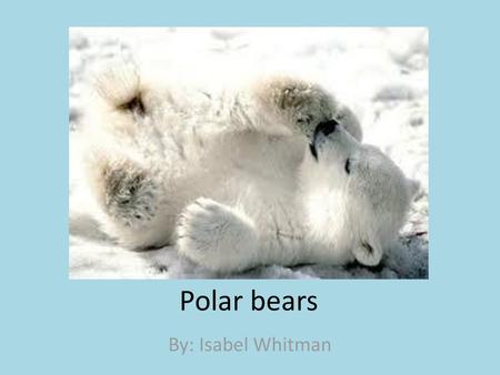 Polar Bear. - ppt download