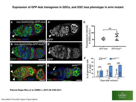 Expression of GFP‐Aub transgenes in GSCs, and GSC loss phenotype in armi mutant Expression of GFP‐Aub transgenes in GSCs, and GSC loss phenotype in armi.