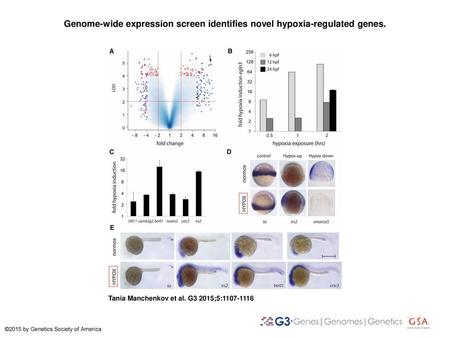 Genome-wide expression screen identifies novel hypoxia-regulated genes