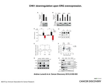 CHK1 downregulation upon ERG overexpression.