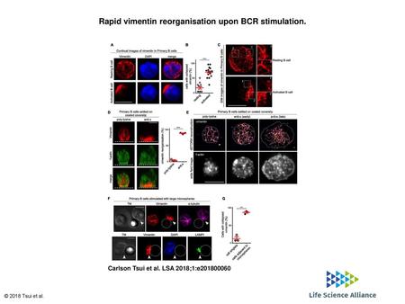 Rapid vimentin reorganisation upon BCR stimulation.