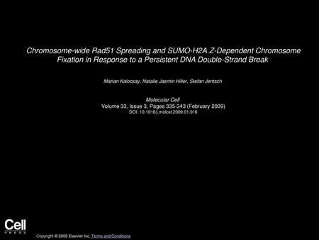 Chromosome-wide Rad51 Spreading and SUMO-H2A
