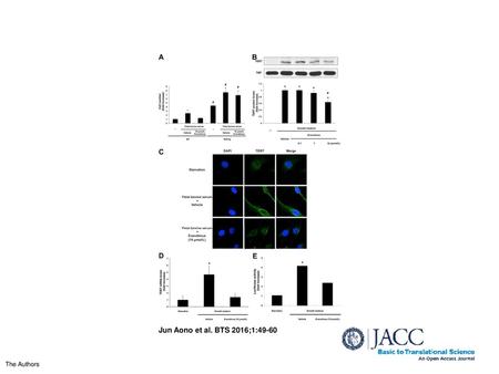 Everolimus Inhibits SMC Proliferation Through Transcriptional Repression of Telomerase (A) Cell proliferation assay in primary murine vascular smooth muscle.