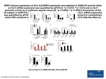 NRP2 induces expression of GLI1. A,B