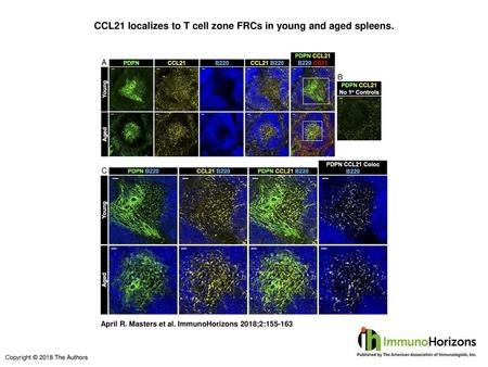 CCL21 localizes to T cell zone FRCs in young and aged spleens.