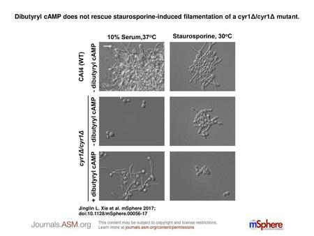 Dibutyryl cAMP does not rescue staurosporine-induced filamentation of a cyr1Δ/cyr1Δ mutant. Dibutyryl cAMP does not rescue staurosporine-induced filamentation.