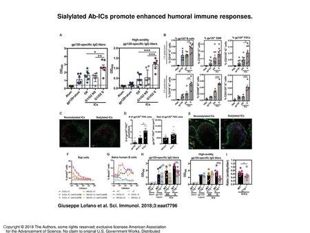 Sialylated Ab-ICs promote enhanced humoral immune responses.