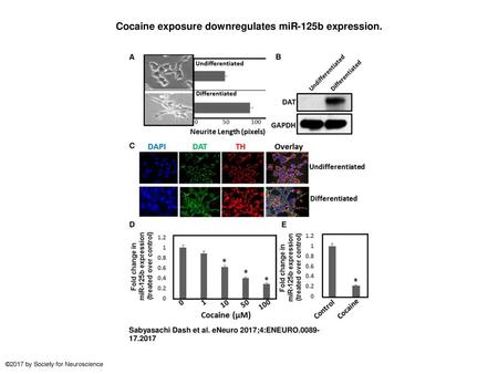 Cocaine exposure downregulates miR-125b expression.