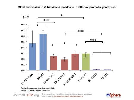 MFS1 expression in Z. tritici field isolates with different promoter genotypes. MFS1 expression in Z. tritici field isolates with different promoter genotypes.