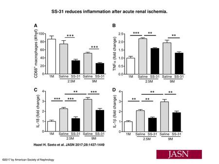 SS-31 reduces inflammation after acute renal ischemia.