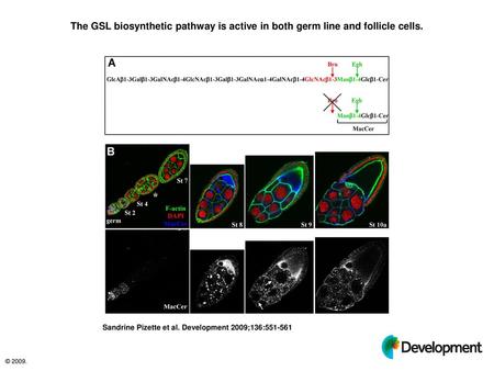 The GSL biosynthetic pathway is active in both germ line and follicle cells. The GSL biosynthetic pathway is active in both germ line and follicle cells.