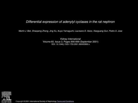Differential expression of adenylyl cyclases in the rat nephron