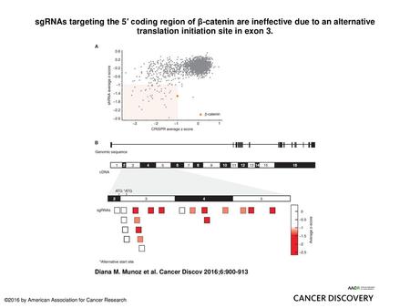 SgRNAs targeting the 5′ coding region of β-catenin are ineffective due to an alternative translation initiation site in exon 3. sgRNAs targeting the 5′
