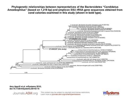 Phylogenetic relationships between representatives of the Bacteroidetes “Candidatus Amoebophilus” (based on 1,218 bp) and amplicon SSU rRNA gene sequences.