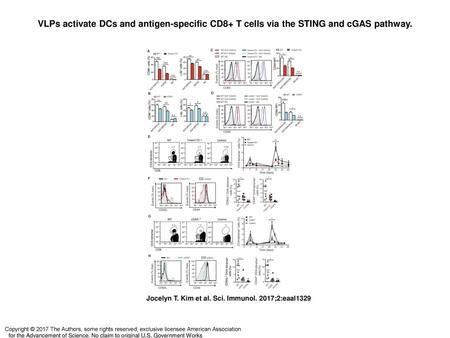 VLPs activate DCs and antigen-specific CD8+ T cells via the STING and cGAS pathway. VLPs activate DCs and antigen-specific CD8+ T cells via the STING and.