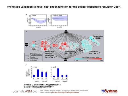 Phenotype validation: a novel heat shock function for the copper-responsive regulator CopR. Phenotype validation: a novel heat shock function for the copper-responsive.