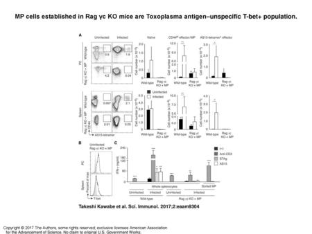 MP cells established in Rag γc KO mice are Toxoplasma antigen–unspecific T-bet+ population. MP cells established in Rag γc KO mice are Toxoplasma antigen–unspecific.