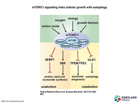 mTORC1 signalling links cellular growth with autophagy