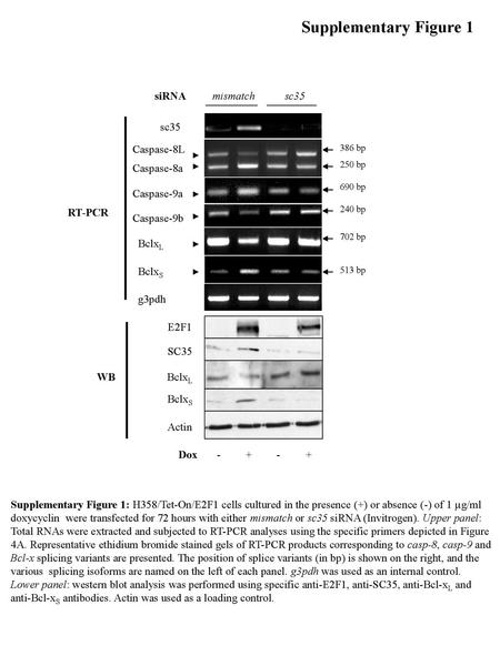 Supplementary Figure 1 RT-PCR BclxL mismatch sc35 Dox BclxS