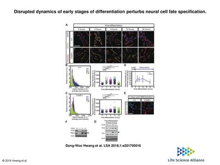 Disrupted dynamics of early stages of differentiation perturbs neural cell fate specification. Disrupted dynamics of early stages of differentiation perturbs.