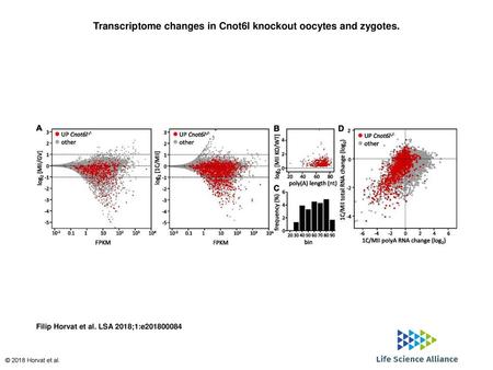 Transcriptome changes in Cnot6l knockout oocytes and zygotes.