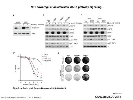 NF1 downregulation activates MAPK pathway signaling.