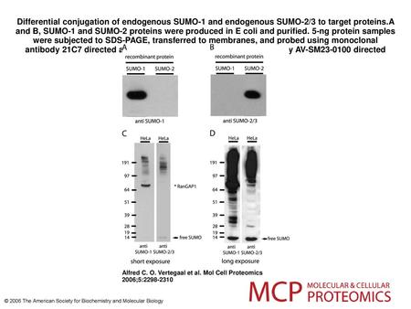 Differential conjugation of endogenous SUMO-1 and endogenous SUMO-2/3 to target proteins.A and B, SUMO-1 and SUMO-2 proteins were produced in E coli and.
