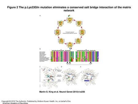 Figure 2 The p.Lys33Gln mutation eliminates a conserved salt bridge interaction of the matrix network The p.Lys33Gln mutation eliminates a conserved salt.
