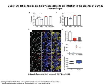 CD8α+ DC-deficient mice are highly susceptible to Lm infection in the absence of CD169+ macrophages. CD8α+ DC-deficient mice are highly susceptible to.