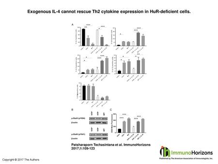 Exogenous IL-4 cannot rescue Th2 cytokine expression in HuR-deficient cells. Exogenous IL-4 cannot rescue Th2 cytokine expression in HuR-deficient cells.