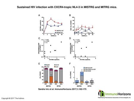 Sustained HIV infection with CXCR4-tropic NL4-3 in MISTRG and MITRG mice. Sustained HIV infection with CXCR4-tropic NL4-3 in MISTRG and MITRG mice. Analogously.