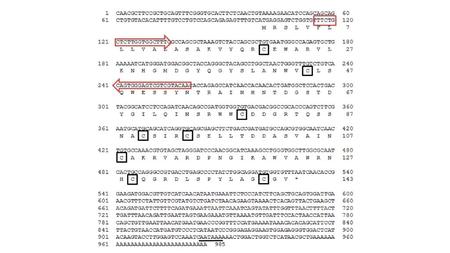 Figure 1: The full-length cDNA and deduced amino acid sequences of Lysozyme C and amino acid sequences from rock bream, Oplegnathus fasciatus. The primers.