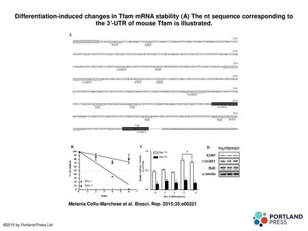 Differentiation-induced changes in Tfam mRNA stability (A) The nt sequence corresponding to the 3′-UTR of mouse Tfam is illustrated. Differentiation-induced.