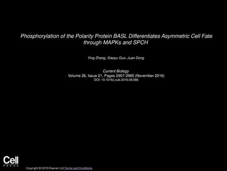 Phosphorylation of the Polarity Protein BASL Differentiates Asymmetric Cell Fate through MAPKs and SPCH  Ying Zhang, Xiaoyu Guo, Juan Dong  Current Biology 
