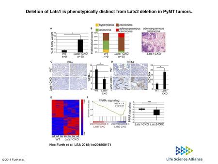 Deletion of Lats1 is phenotypically distinct from Lats2 deletion in PyMT tumors. Deletion of Lats1 is phenotypically distinct from Lats2 deletion in PyMT.