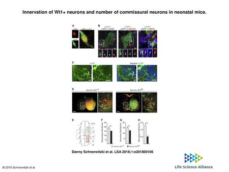 Innervation of Wt1+ neurons and number of commissural neurons in neonatal mice. Innervation of Wt1+ neurons and number of commissural neurons in neonatal.