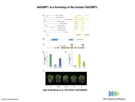 AtG3BP1 is a homolog of the human HsG3BP1.