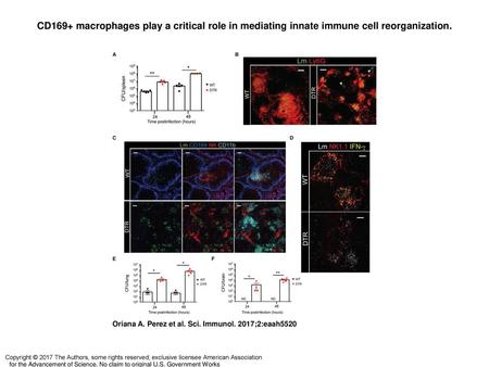 CD169+ macrophages play a critical role in mediating innate immune cell reorganization. CD169+ macrophages play a critical role in mediating innate immune.