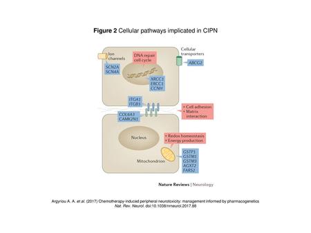 Figure 2 Cellular pathways implicated in CIPN