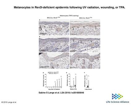 Melanocytes in Rev3l-deficient epidermis following UV radiation, wounding, or TPA. Melanocytes in Rev3l-deficient epidermis following UV radiation, wounding,