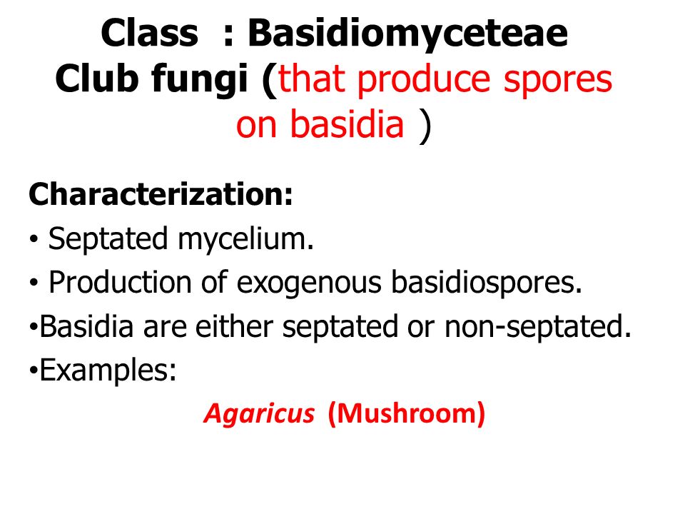 Class Basidiomyceteae Club Fungi That Produce Spores On Basidia Ppt Video Online Download Class Basidiomyceteae Club Fungi That Produce Spores On Basidia Ppt Video Online Download